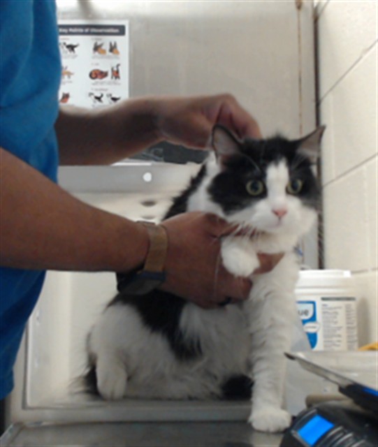 Shelter Stray Female Cat last seen Near BLOCK MIRROR LAKE DR, FAYETTEVILLE NC 28303, 4704 Corporation Dr, Fayetteville, NC 28306, USA