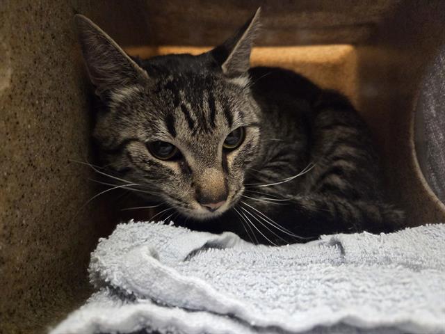 Shelter Stray Male Cat last seen Near BLOCK 177TH PL SE, RENTON WA 98059, 21615 64th Ave S, Kent, WA 98032, USA