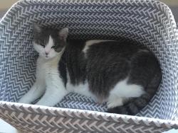 Lost Female Cat last seen Indian Drive and Deer Field Ct, Wallenpaupack Lake ests by the sewer plant, Lake Ariel, PA 18436