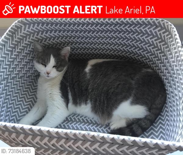 Lost Female Cat last seen Indian Drive and Deer Field Ct, Wallenpaupack Lake ests by the sewer plant, Lake Ariel, PA 18436