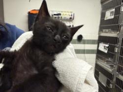 Shelter Stray Unknown Cat last seen , 14409 Vanowen St, Van Nuys, CA 91405, USA