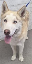 Shelter Stray Male Dog last seen 40TH AND HARRISON, 333 Chandler Pl, San Bernardino, CA 92408, USA