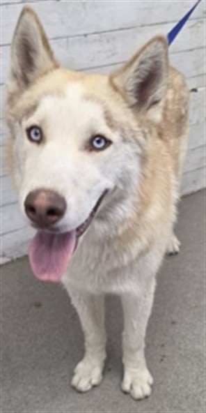 Shelter Stray Male Dog last seen 40TH AND HARRISON, 333 Chandler Pl, San Bernardino, CA 92408, USA