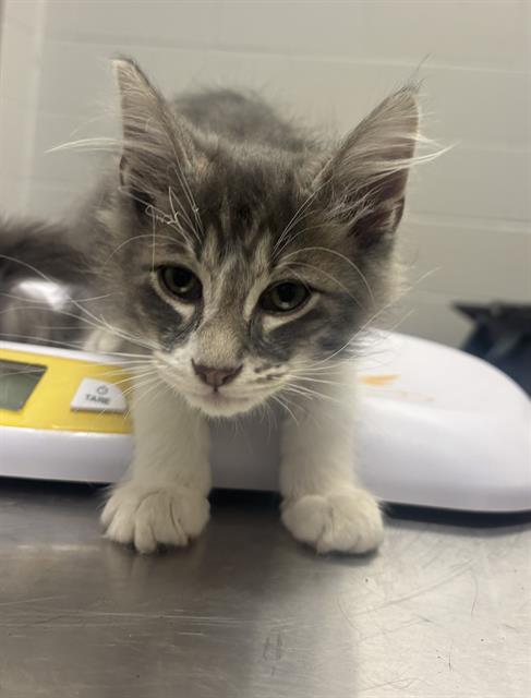 Shelter Stray Male Cat last seen Near, 2600 S Harding St, Indianapolis, IN 46221, USA