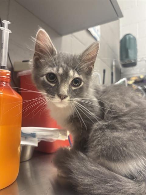 Shelter Stray Male Cat last seen Near, 2600 S Harding St, Indianapolis, IN 46221, USA