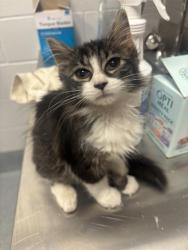 Shelter Stray Female Cat last seen Near, 2600 S Harding St, Indianapolis, IN 46221, USA