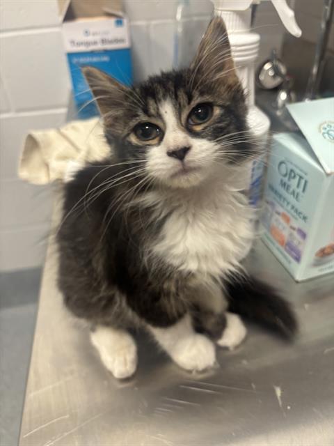 Shelter Stray Female Cat last seen Near, 2600 S Harding St, Indianapolis, IN 46221, USA