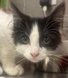 Shelter Stray Male Cat last seen Near, 2600 S Harding St, Indianapolis, IN 46221, USA