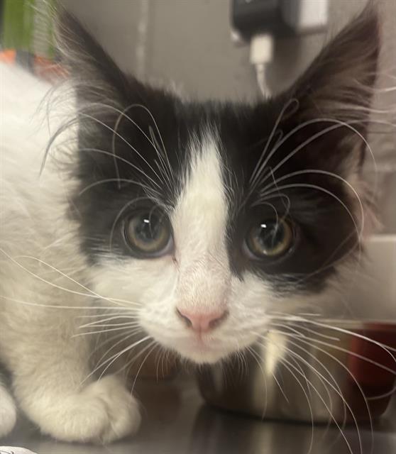 Shelter Stray Male Cat last seen Near, 2600 S Harding St, Indianapolis, IN 46221, USA