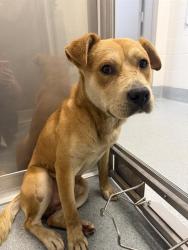 Shelter Stray Male Dog last seen Near, 2600 S Harding St, Indianapolis, IN 46221, USA