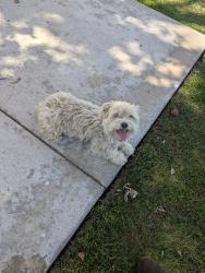 Found/Stray Female Dog last seen Cesar Chavez Park, Santa Ana, CA 92704