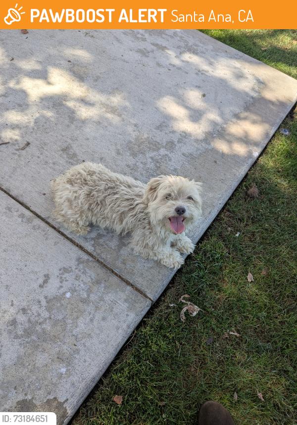 Found/Stray Female Dog last seen Cesar Chavez Park, Santa Ana, CA 92704