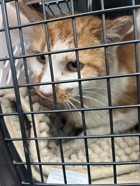 Shelter Stray Male Cat last seen Near, 2600 S Harding St, Indianapolis, IN 46221, USA
