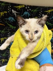Shelter Stray Female Cat last seen Near BLOCK VAN BUREN BLVD, JURUPA VALLEY, 6851 Van Buren Boulevard, Jurupa Valley, CA 92509, USA