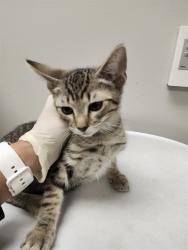 Shelter Stray Male Cat last seen Near BLOCK S GILBERT ST, HEMET CA 92543, 581 S Grand Ave, San Jacinto, CA 92582, USA