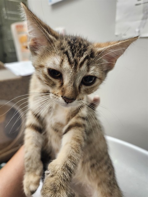 Shelter Stray Female Cat last seen Near BLOCK S GILBERT ST, HEMET CA 92543, 581 S Grand Ave, San Jacinto, CA 92582, USA