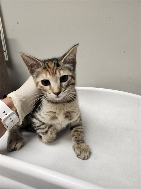 Shelter Stray Female Cat last seen Near BLOCK S GILBERT ST, HEMET CA 92543, 581 S Grand Ave, San Jacinto, CA 92582, USA