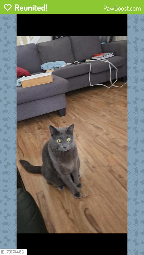 Reunited Male Cat last seen Lawson and Wonderland, London, ON N6G 4G3
