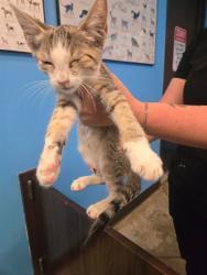 Shelter Stray Male Cat last seen CANDY ST BAKERSFIELD, 201 S Mt Vernon Ave, Bakersfield, CA 93307, USA