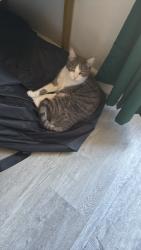 Reunited Male Cat last seen Sherwood, Pomona, CA 91768