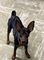 Reunited Male Dog last seen Westminster, Westminster, CA 92683