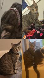 Lost Male Cat last seen Near to 7 eleven, Linden, NJ 07036