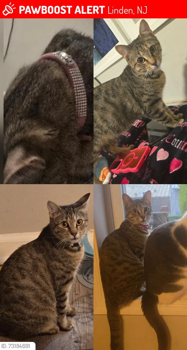 Lost Male Cat last seen Near to 7 eleven, Linden, NJ 07036