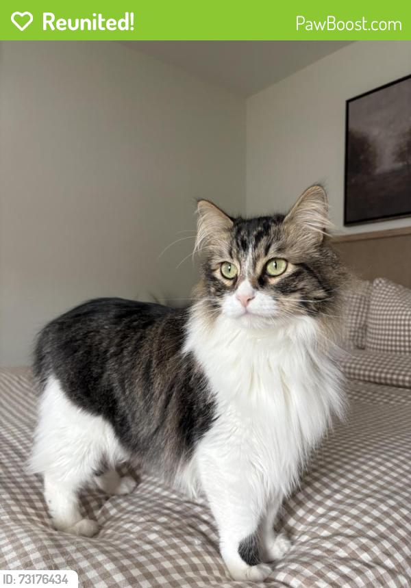 Reunited Male Cat last seen sierra st, Fountain Valley, CA 92708