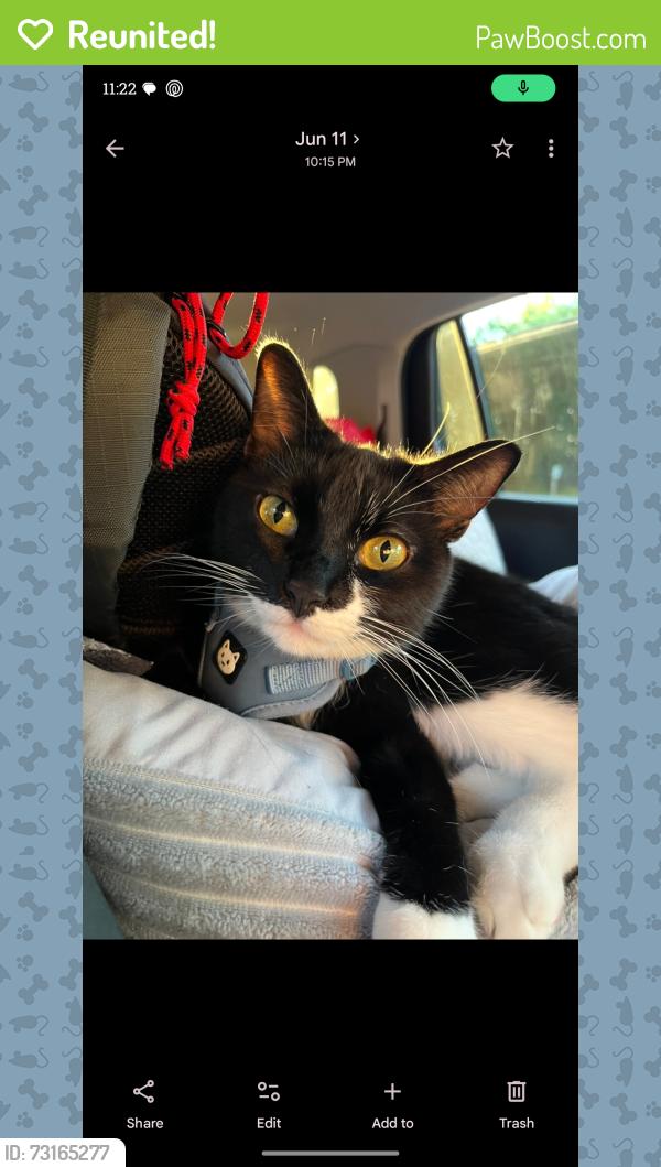 Reunited Male Cat last seen Near Johnsbury Court, Aurora, IL 60504