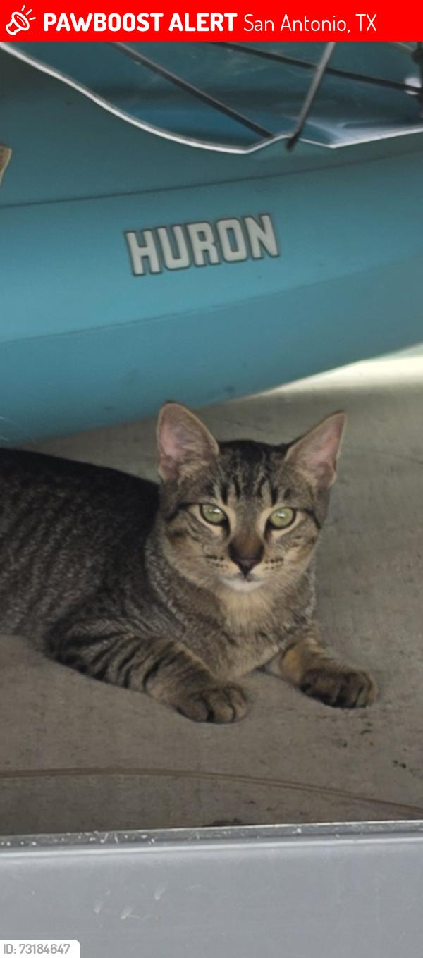 Lost Unknown Cat last seen FSH RV Park, San Antonio, TX 78234