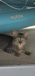 Lost Unknown Cat last seen FSH RV Park, San Antonio, TX 78234