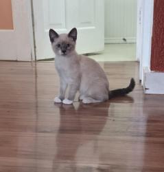 Reunited Male Cat last seen Riverfront park, Harrisburg, OR 97446