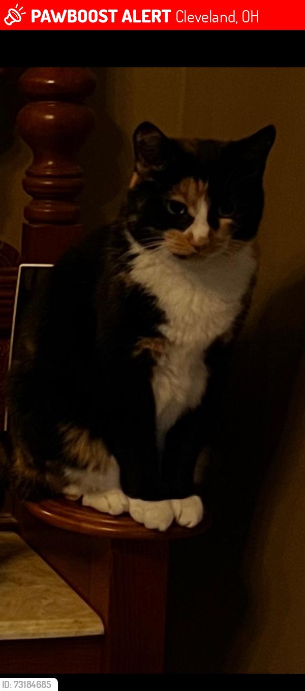 Lost Female Cat last seen Southland Shopping Center, Cleveland, OH 44130