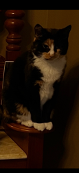 Lost Female Cat last seen Southland Shopping Center, Cleveland, OH 44130