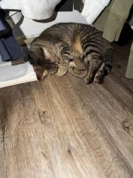 Reunited Female Cat last seen Hall, Grand Rapids, MI 49507