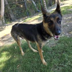 Found/Stray Female Dog last seen Near W Willow St, Long Beach, CA 90810, Long Beach, CA 90810