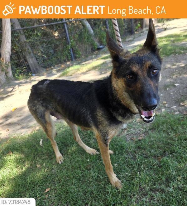 Found/Stray Female Dog last seen Near W Willow St, Long Beach, CA 90810, Long Beach, CA 90810