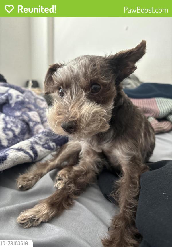 Reunited Female Dog last seen Bing Cherry Dr, Sunrise Manor, NV 89142, USA, Sunrise Manor, NV 89142