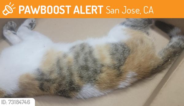 Found/Stray Unknown Cat last seen Payne Ave, San Jose, CA 95117