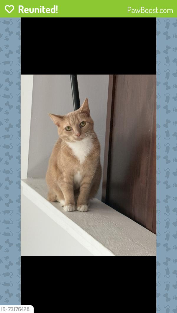 Reunited Female Cat last seen St Paul and Pleasant Run East Parkway Dr, Indianapolis, IN 46203