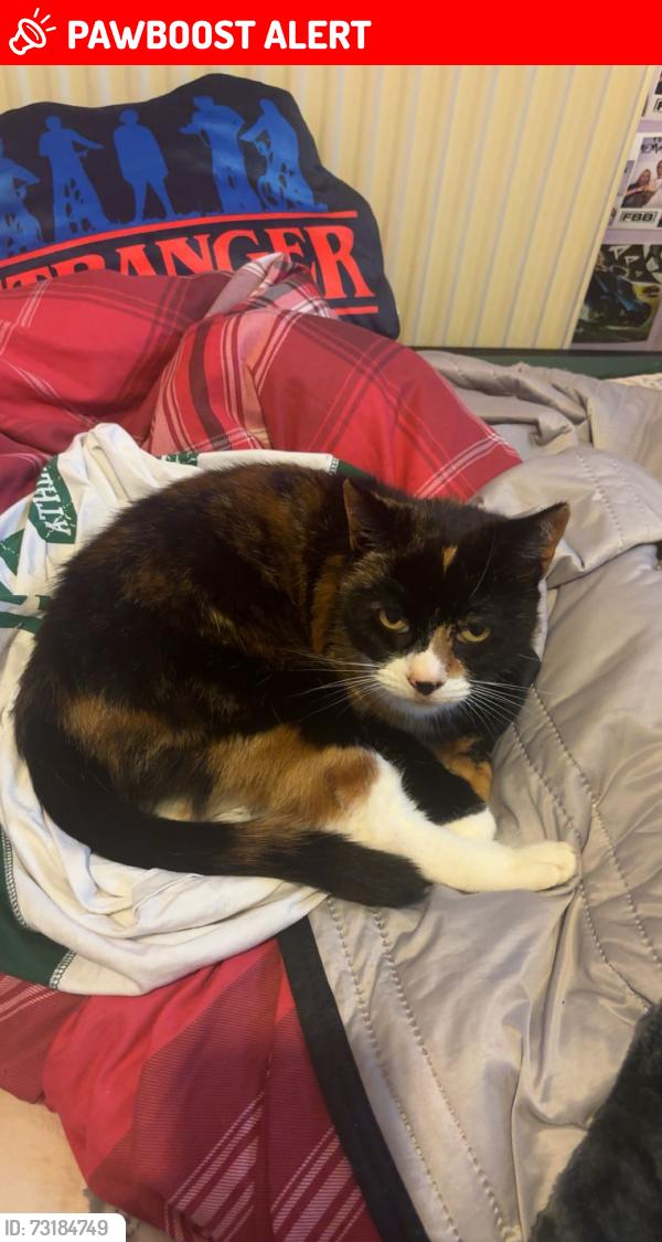 Lost Female Cat last seen At home, Greater London, England DA14 4RT