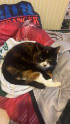 Lost Female Cat last seen At home, Greater London, England DA14 4RT