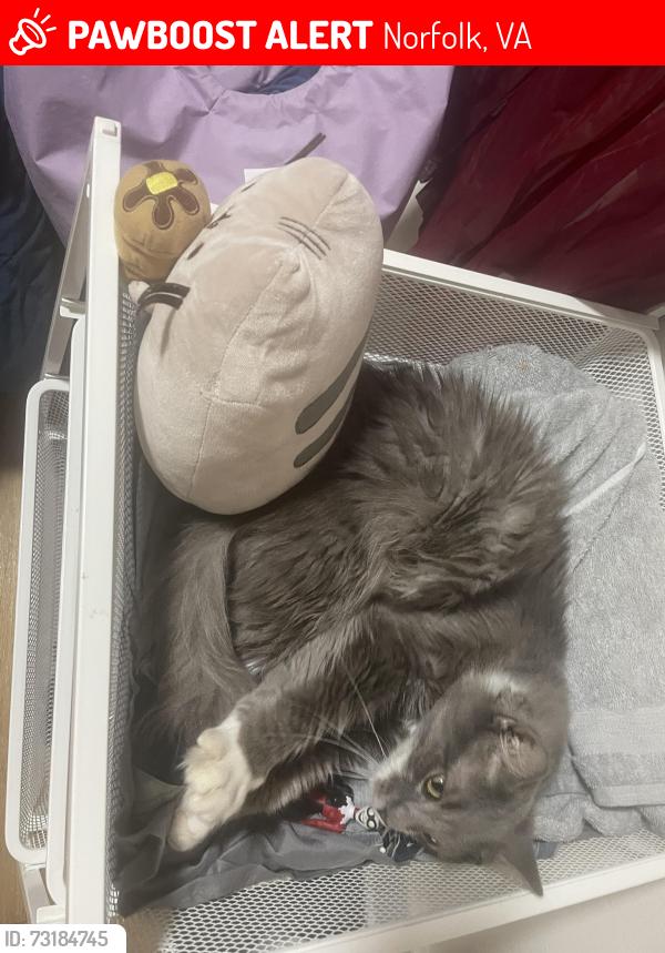 Lost Male Cat last seen Texas Avenue and Herbert Street, Norfolk, VA 23513