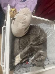 Lost Male Cat last seen Texas Avenue and Herbert Street, Norfolk, VA 23513