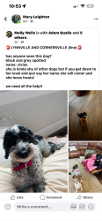 Lost Female Dog last seen Lynnsville , Cornersville Line, Lynnville, TN 38472