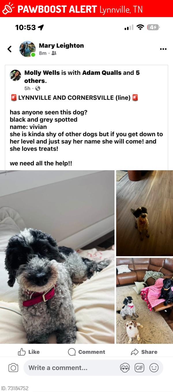 Lost Female Dog last seen Lynnsville , Cornersville Line, Lynnville, TN 38472
