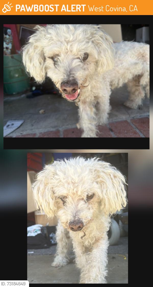Found/Stray Male Dog last seen Gauntlet Dr., West Covina, CA 91790