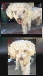 Found/Stray Male Dog last seen Gauntlet Dr., West Covina, CA 91790