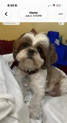 Reunited Female Dog last seen Miramar parkway, Miramar, FL 33025