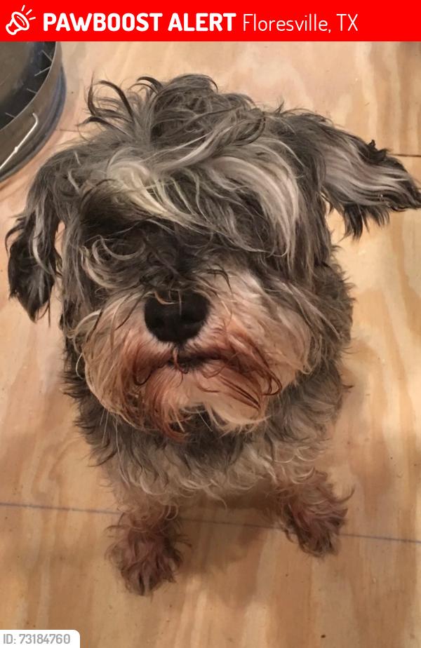 Lost Male Dog last seen Arbor view, Floresville, TX 78114